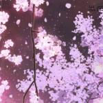 kiku123456
